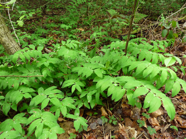 Feuilles alternes sessiles. Agrandir dans une nouvelle fenêtre (ou onglet)